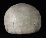 Echinocorys scutata (LESKE 1778) - Bild © FossNet FossilienStore